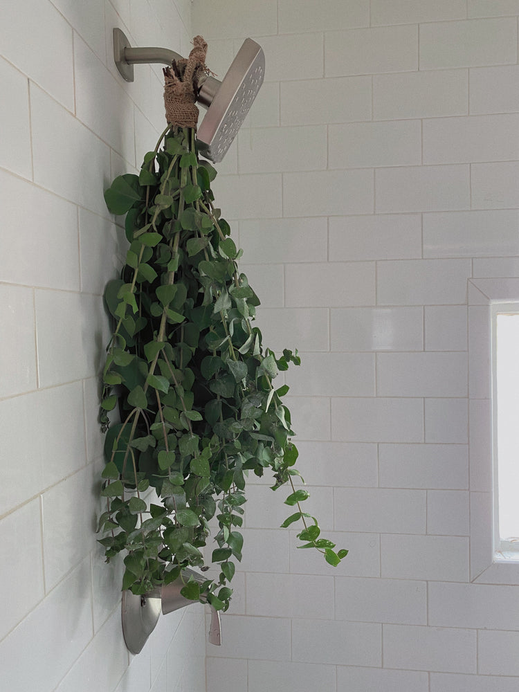 eucalyptus plant hanging in shower Fresh Eucalyptus Shower Bundle – Ginger & Spice Health
