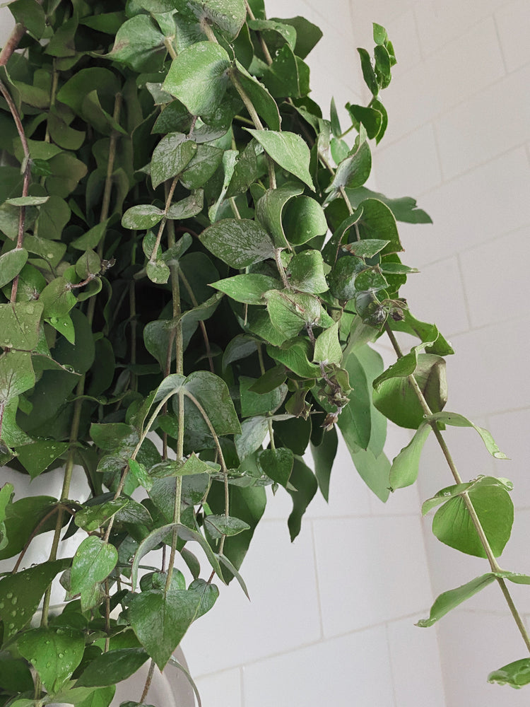 Fresh Eucalyptus Shower Bundle